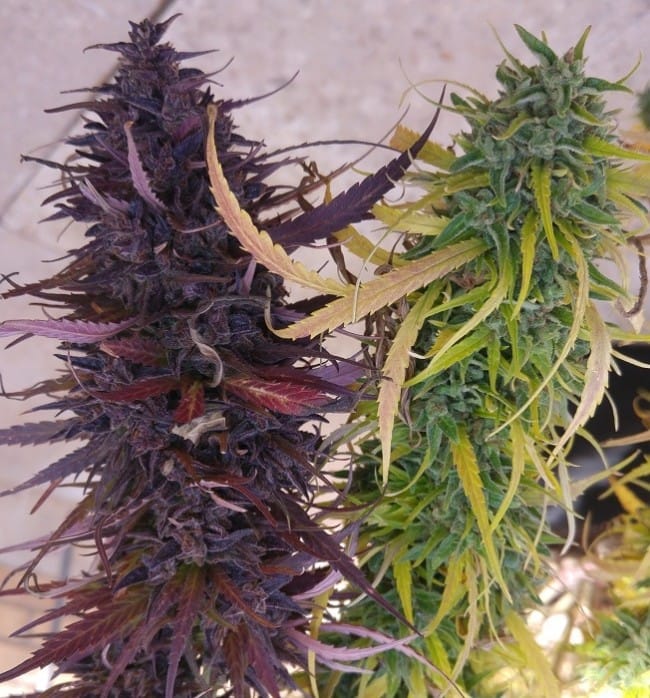 best outdoor cannabis strains for heat resistance best outdoor cannabis strains for heat resistance