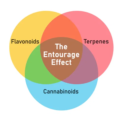 the entourage effect
