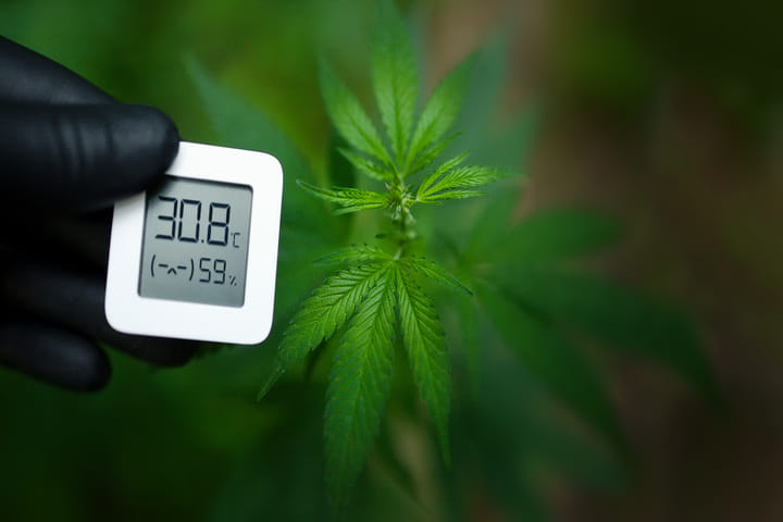 how to set temperature for autoflowering cannabis