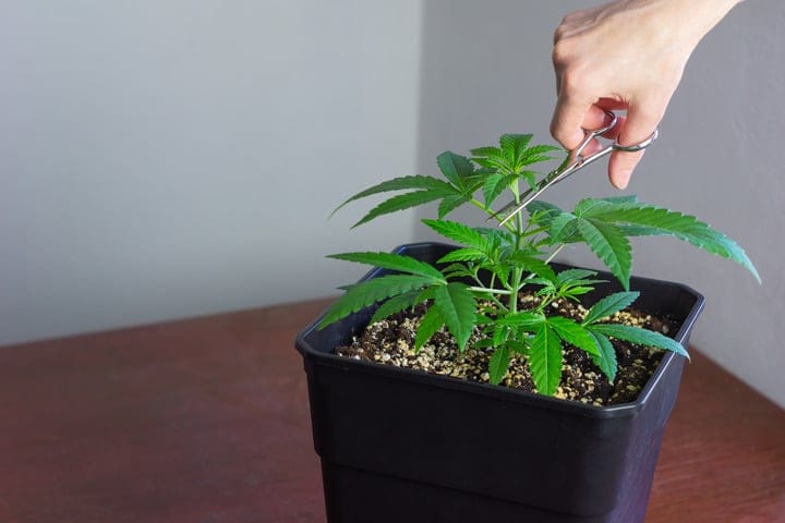 how can you manage cannabis plant height
