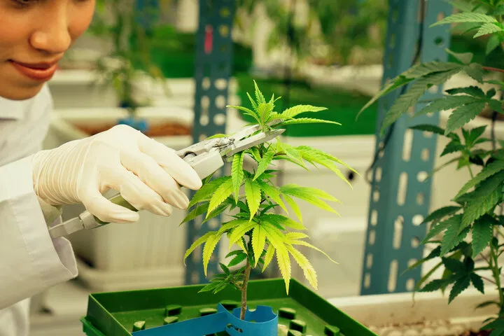 topping a plant