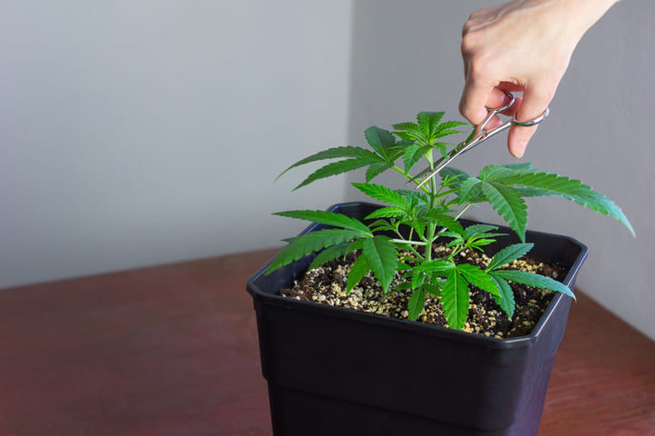 topping and fimming cannabis plants