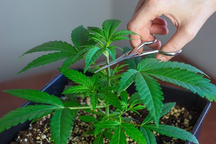 topping can keep plants short