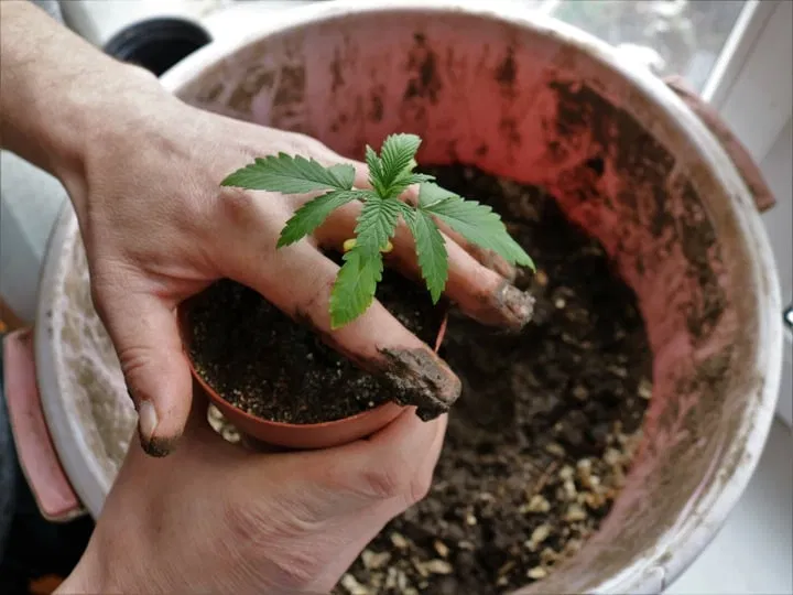 when to transplant cannbis seedling
