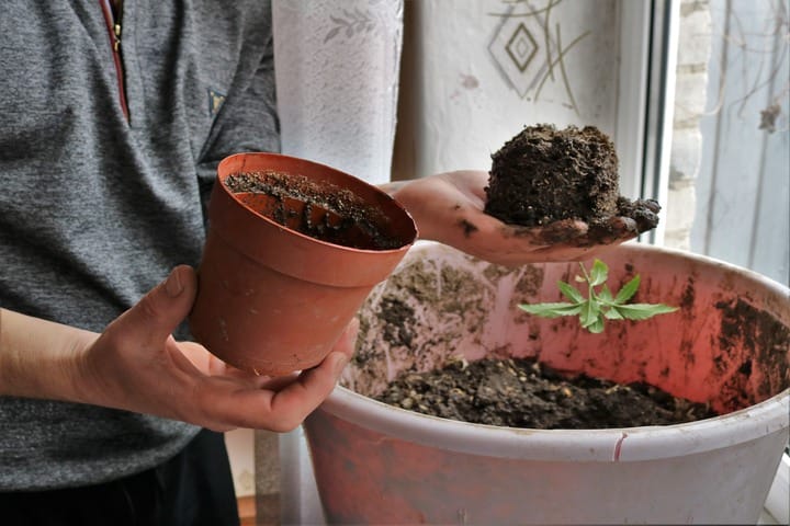 how to transplant seedlings