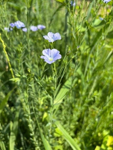 which plants can help contain grasshoppers