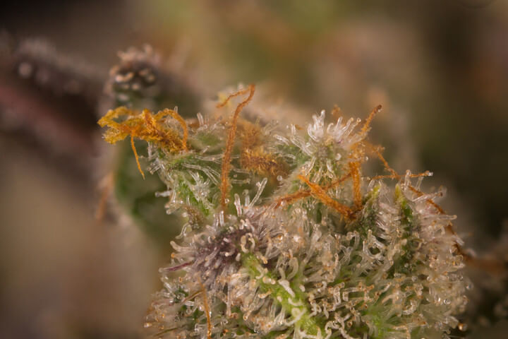 use trichome color to determine harvest time