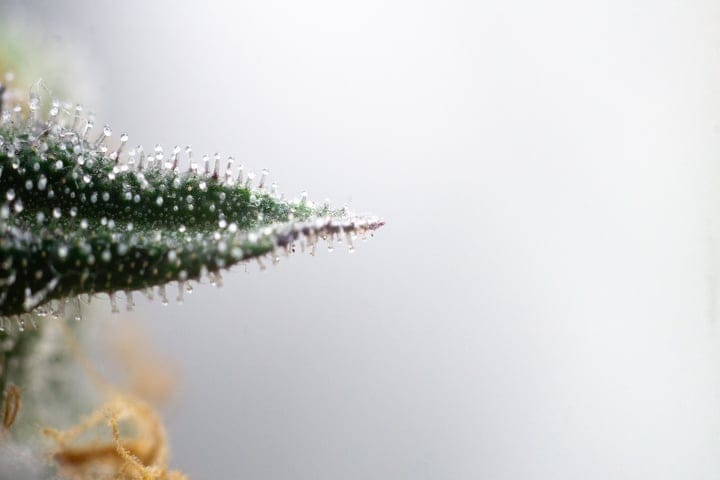 understanding how to make extracts