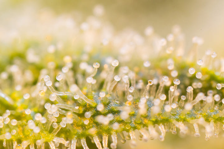 read your plant's trichomes to determine harvest time