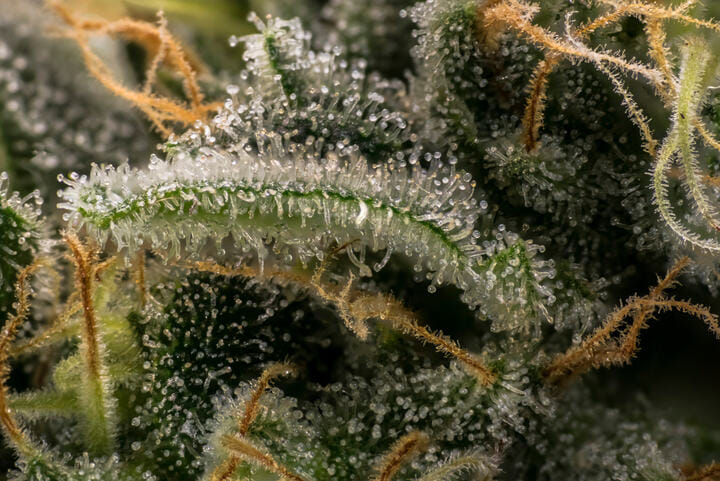 where does THC come from in cannabis