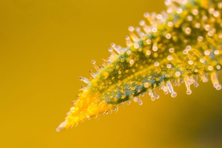 what are cannabis trichomes for