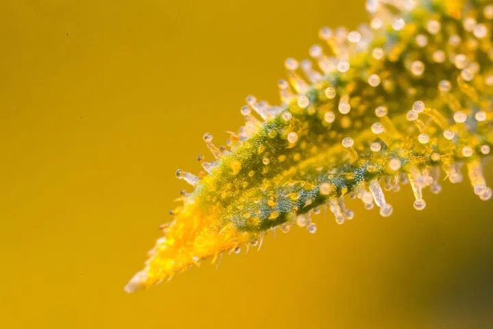 what are cannabis trichomes for