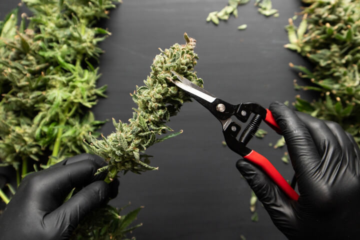 trimming shears are essential for cannabis harvest