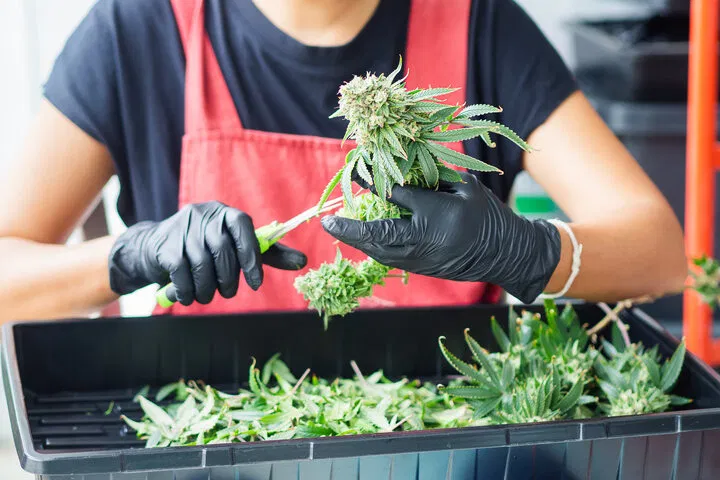 use a trimming tray when harvesting cannabis