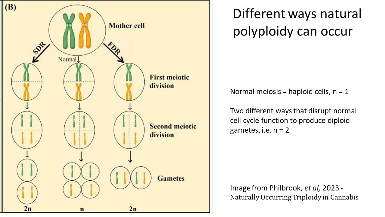 Illustrating how polyploidycan occur