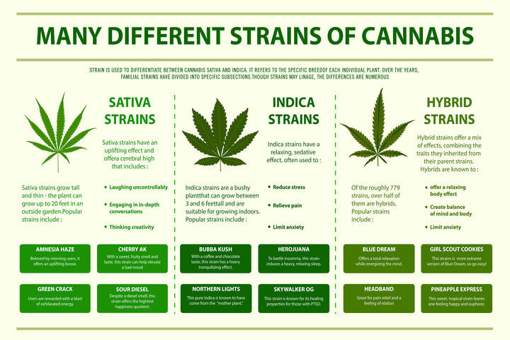 understanding indica