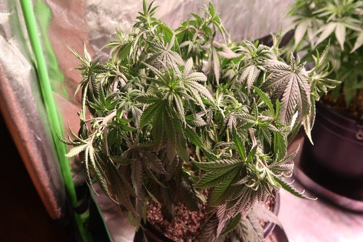 how to recognize an underwatered plant