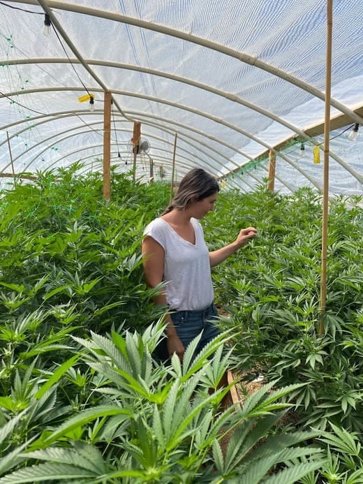 preparation and intention in biodynamic gardening