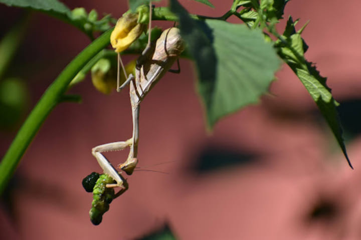 how to handle insects in an outdoor cannabis grow