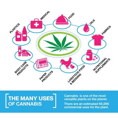 cannabis industry at stake