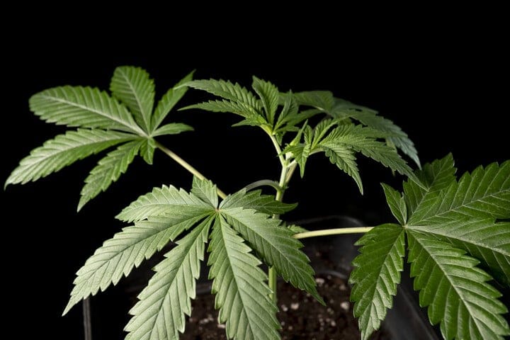 Vegetative stage of cannabis growth