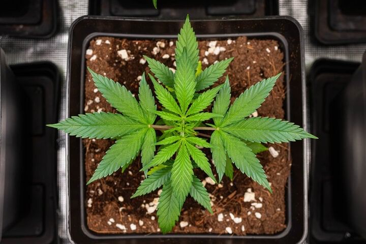 cannabis vegetative stage