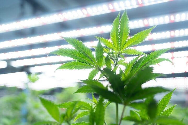 what to expect during cannabis revegging