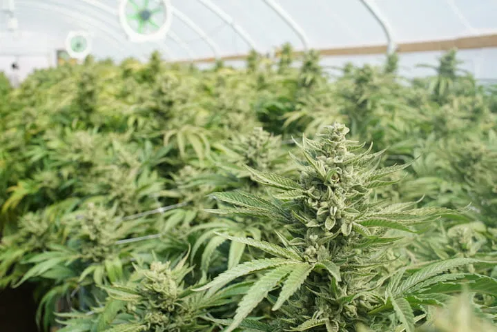 temperature management for cannabis
