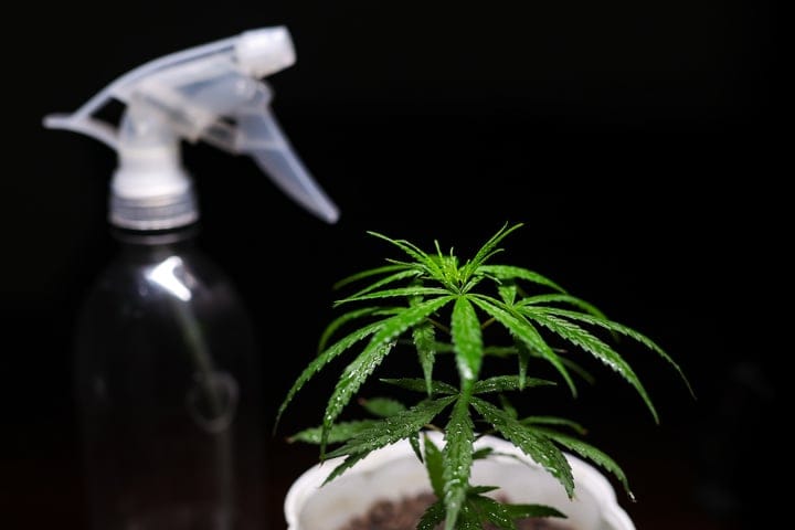 the importance of watering cannabis plants