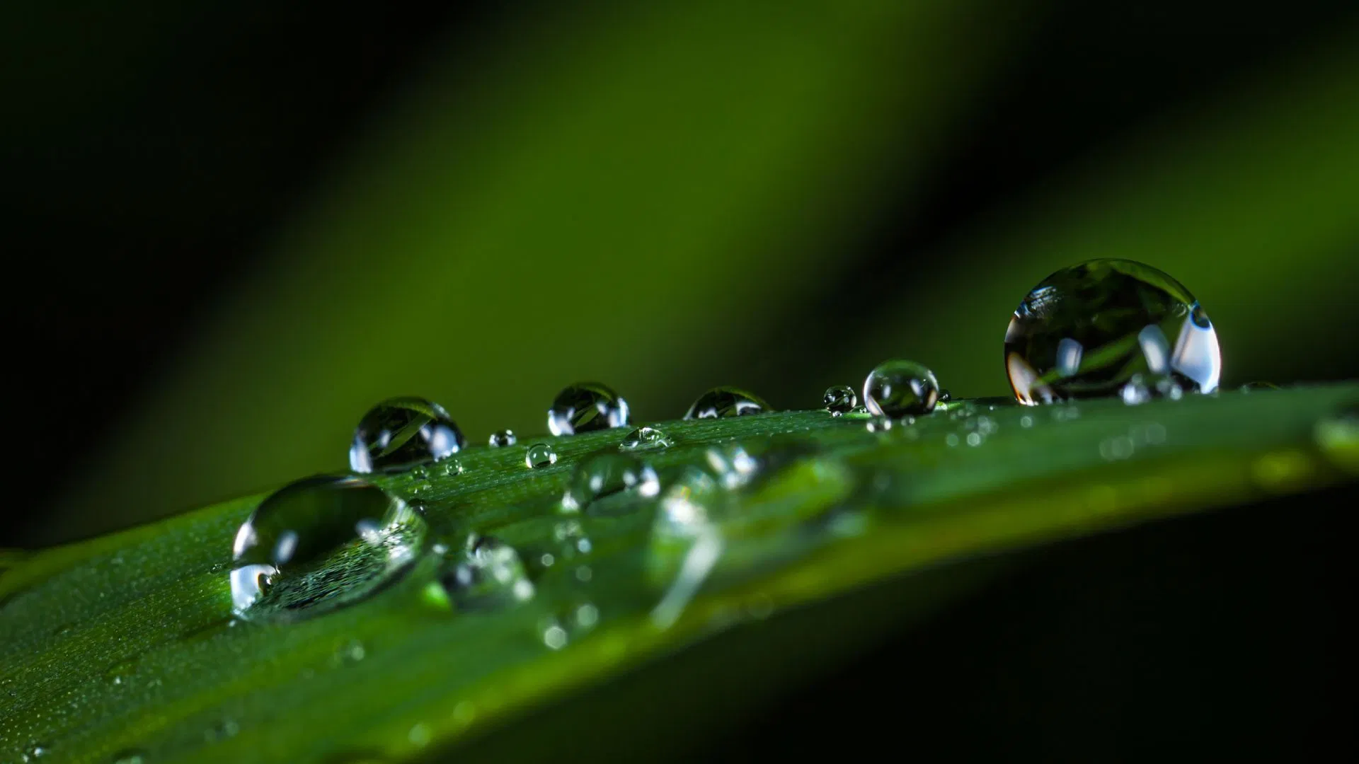 Good water is essential to cannabis plant life