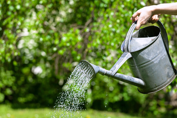 when to water cannabis in late flowering