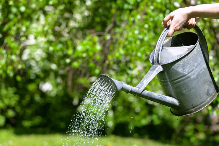 when to water cannabis in late flowering