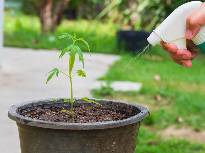 water cannabis plants carefully