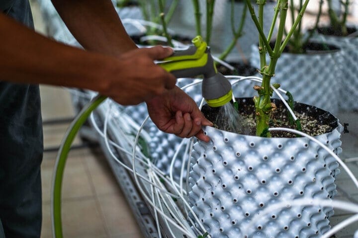 when to water cannabis