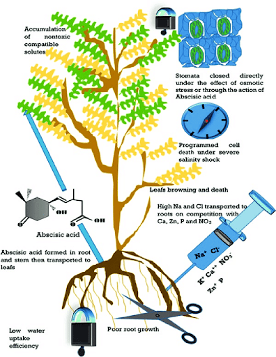 The effects of tap water on cannabis plants