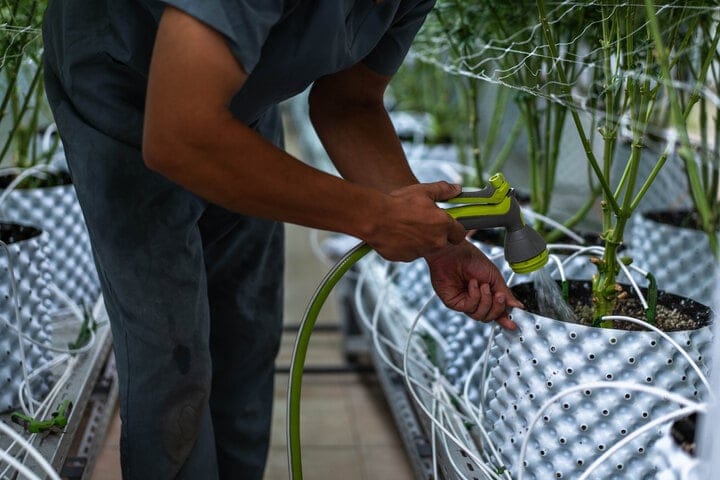 how to water autoflowering cannabis