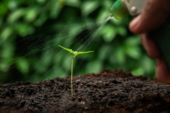 how much water does a cannabis seedling need?