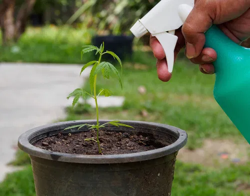 avoid overwatering seedlings