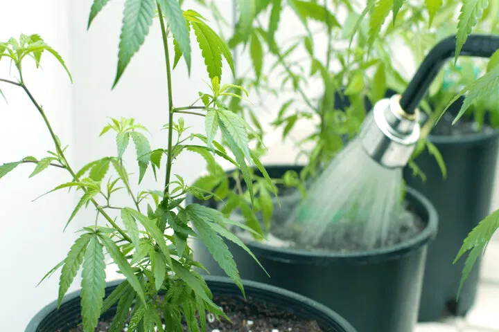 how to water in the vegetative stage
