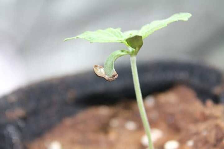 cannabis week 1