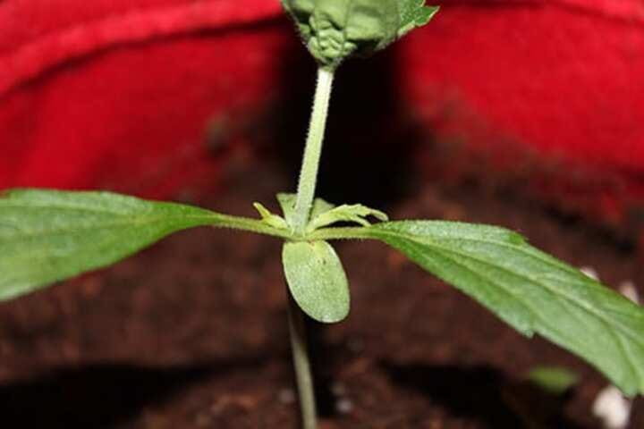 week 2