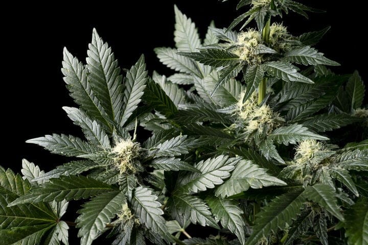 Seedsman White Widow in flowering