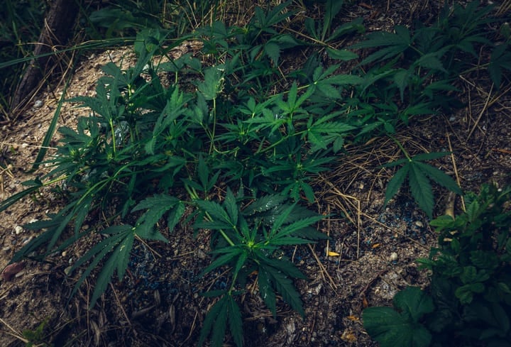 the history of cannabis genetics