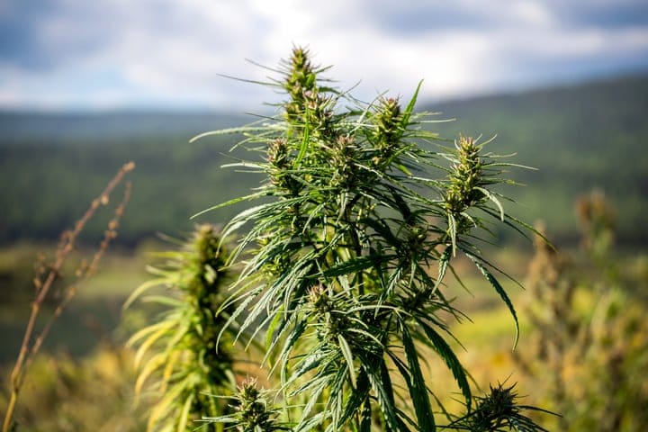 wild cannabis still grows in India