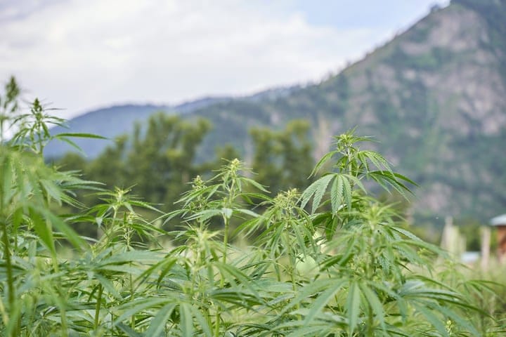 weed grows in the wild himalayas nepal