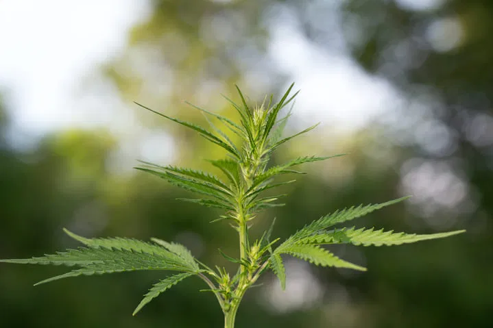 cannabis grows wild in China