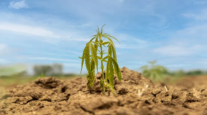wilting cannabis