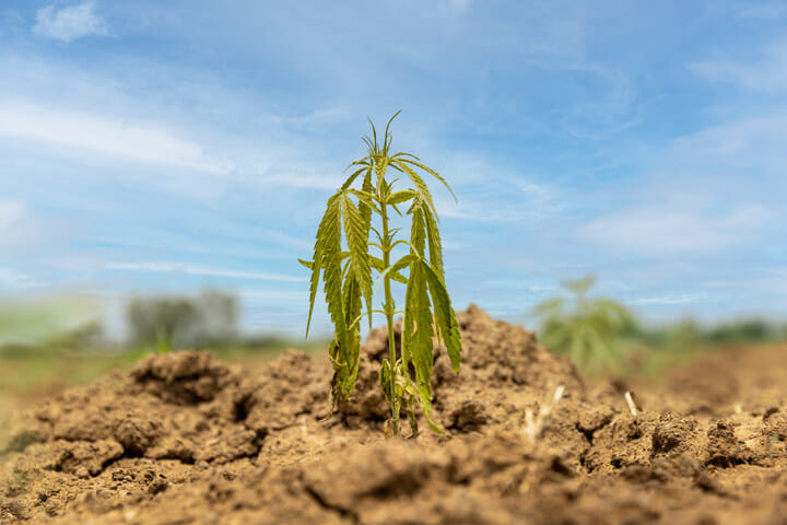 wilting cannabis leaves can be a sign of overwatering