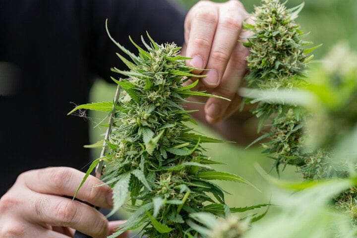 how to understand cannabis plants