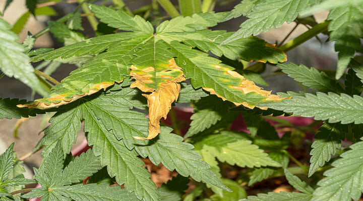 nutrients grow autoflower seeds